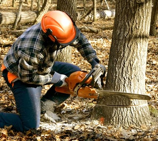 Tree Removal in Millsap, TX